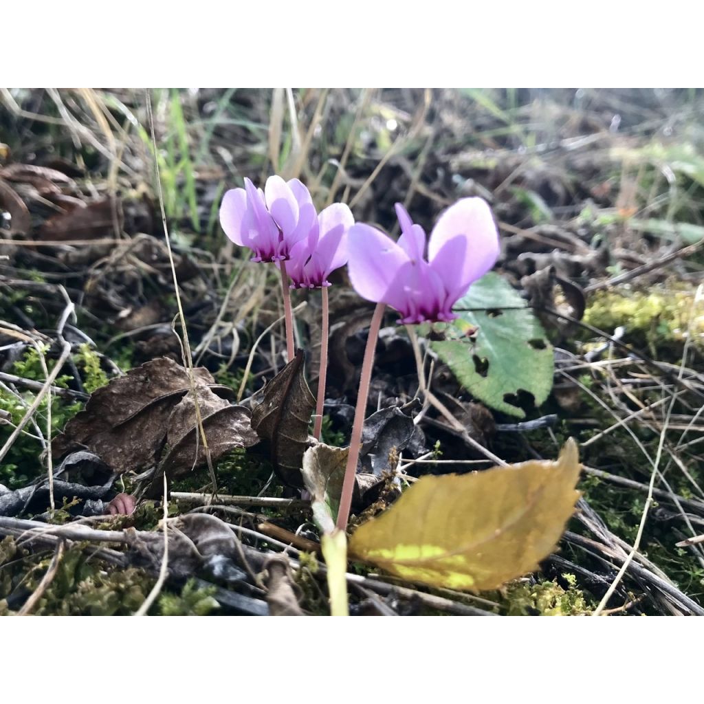 Cyclamen hederifolium