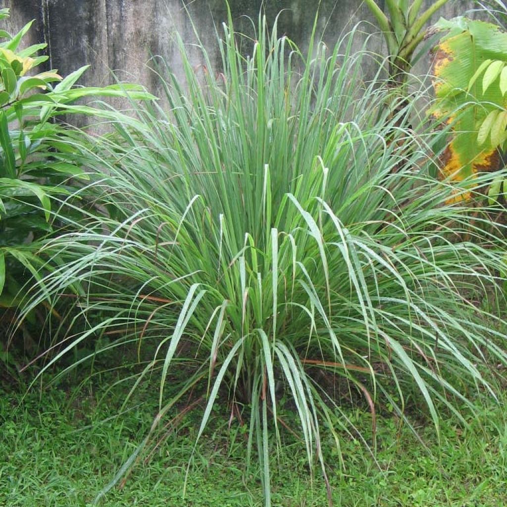 Limonaria - Cymbopogon citratus