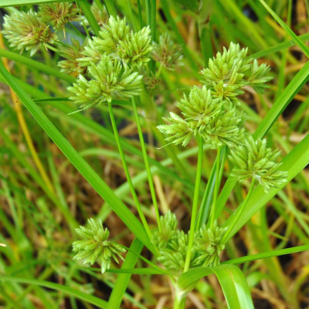 Cyperus glaber - Papiro