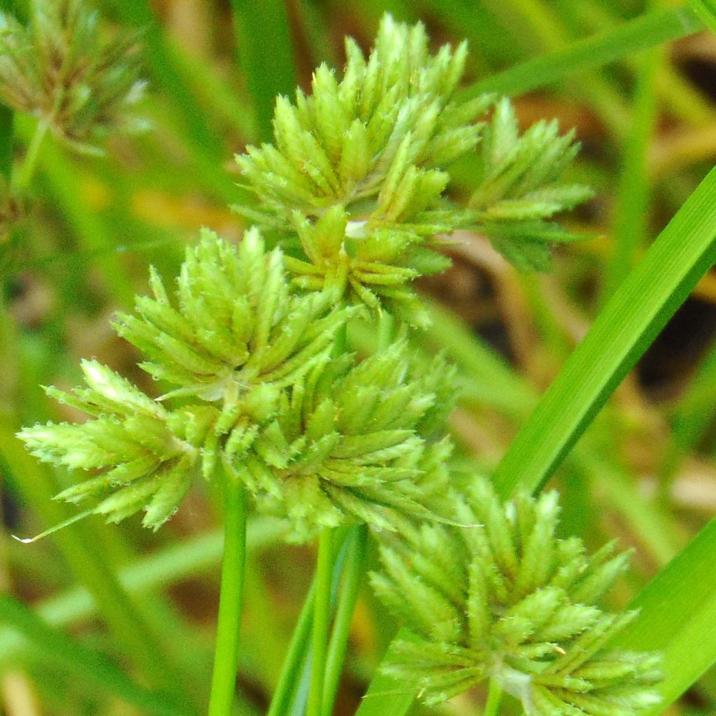 Cyperus glaber - Papiro