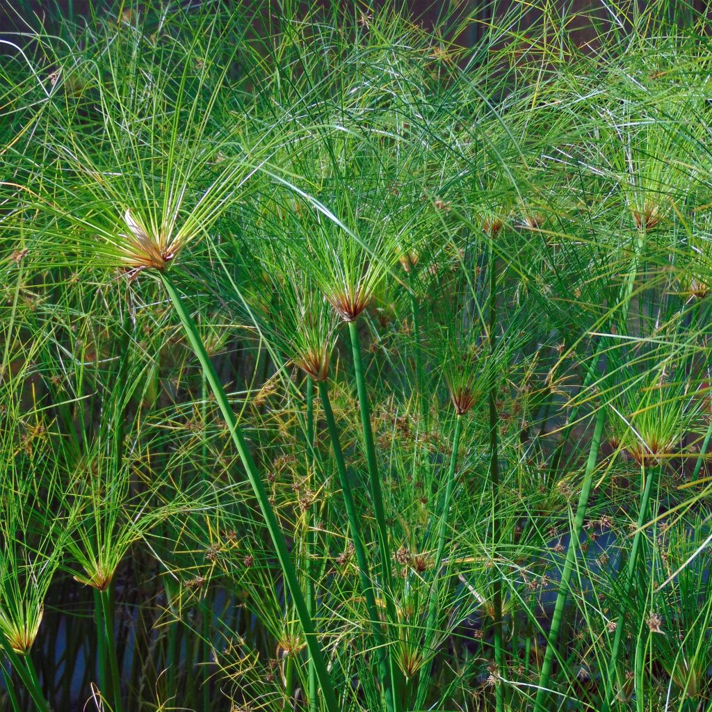 Cyperus papyrus Akhenaton - Papiro