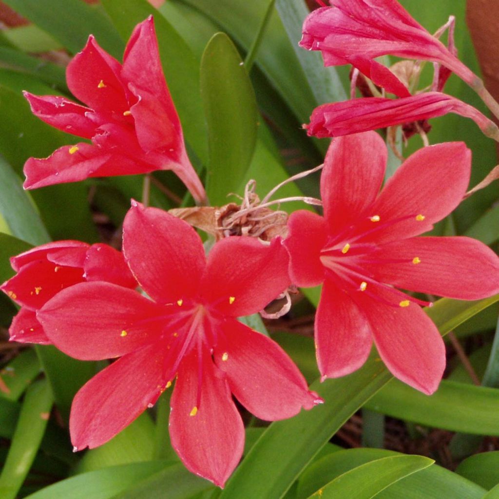 Amaryllis Pourpre Vallota - Cyrtanthus elatus