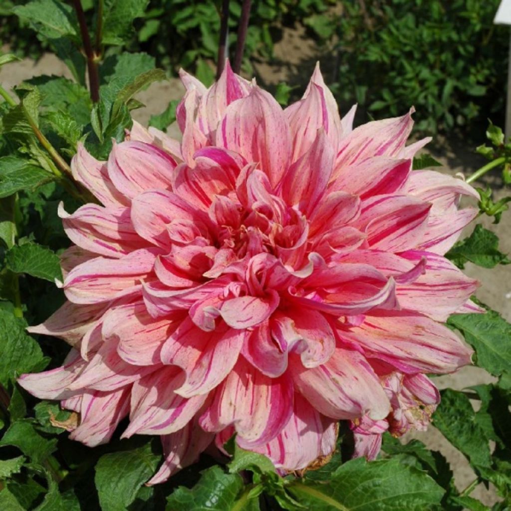 Dahlia géant Striped Emory Paul