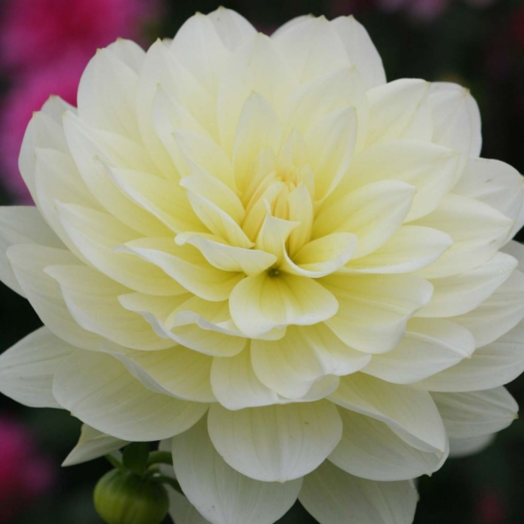 Dahlia Décoratif Vanilla