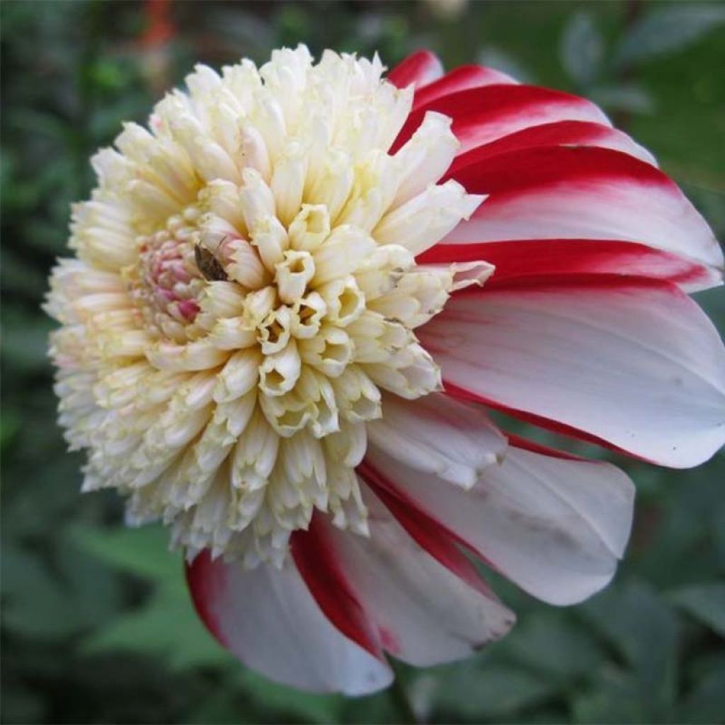 Dalia Flor de Anémona Bon Odori