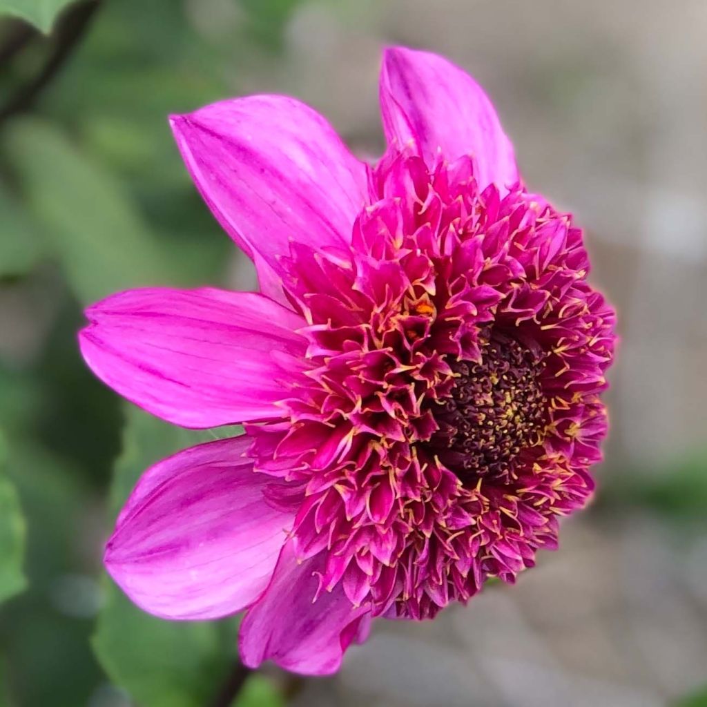 Dalia Flor de Anémona Dad's Favourite