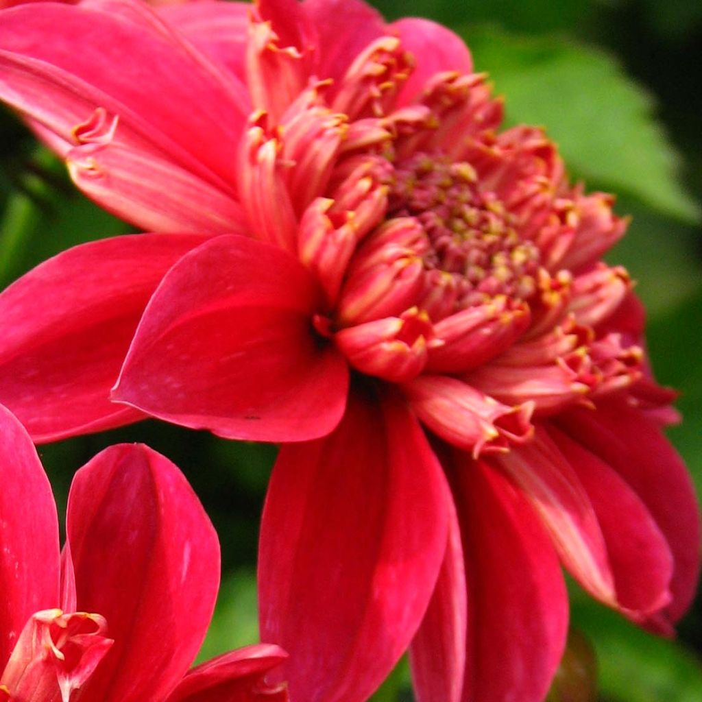 Dalia Flor de Anémona Inca