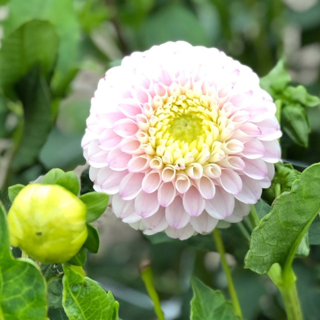 Dalia bola Pink Pearl