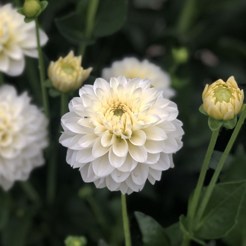 Dahlia balle Polar Ice