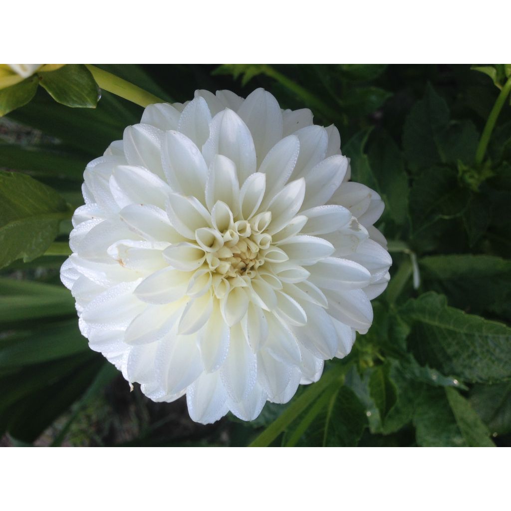 dahlia 1