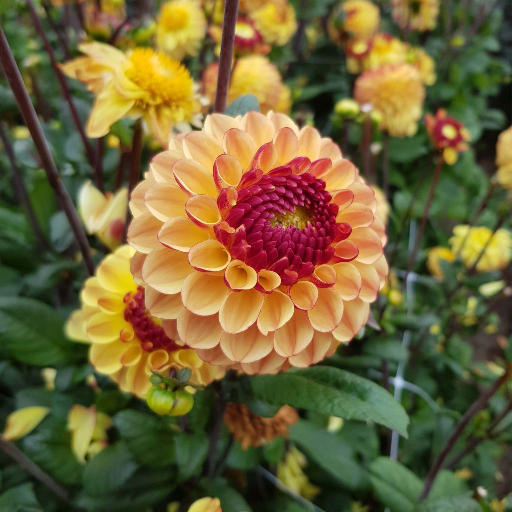 Dalia bola Summer Haze