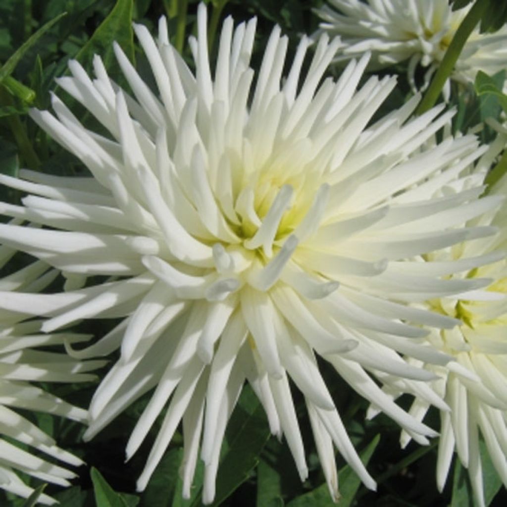 Dahlia Cactus Nain Playa Blanca