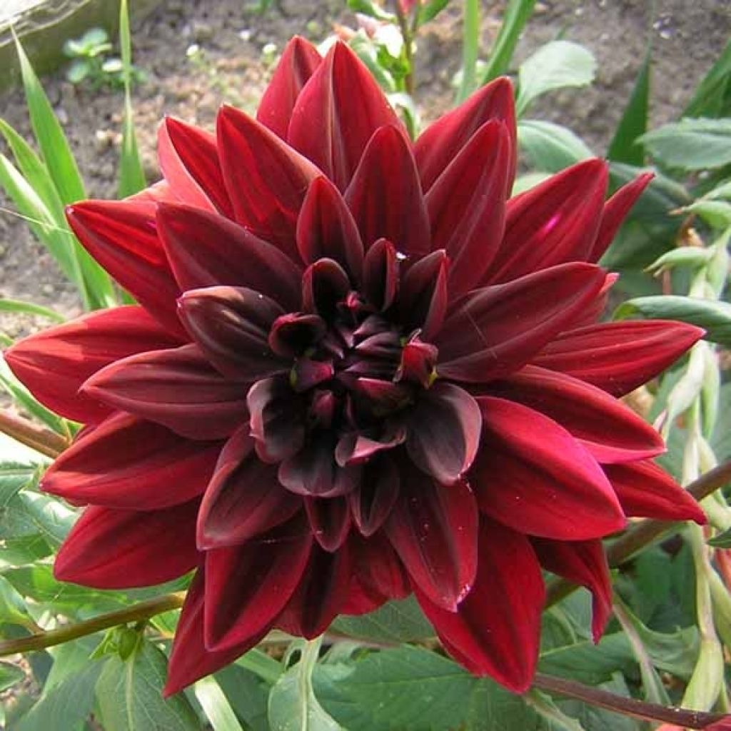 Dahlia cactus Chat Noir