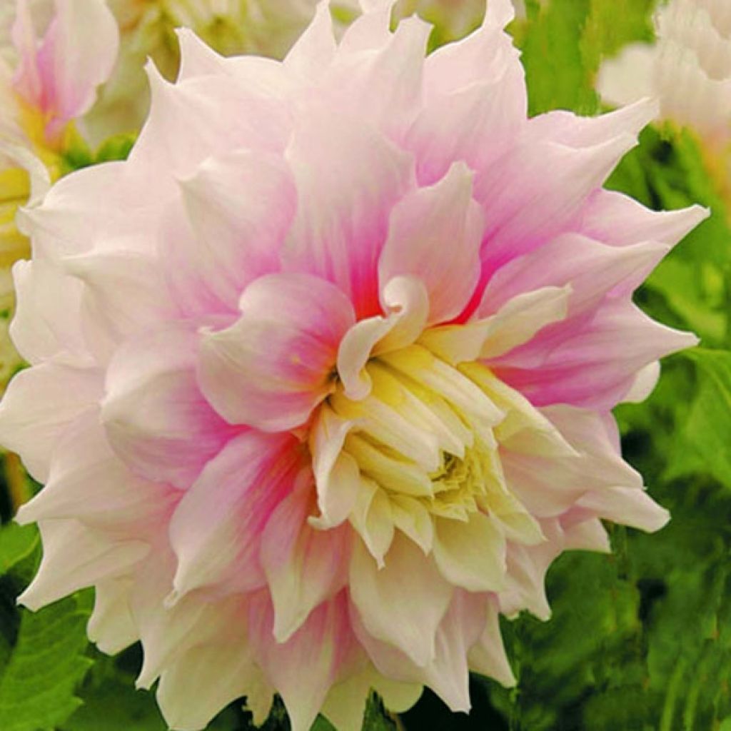 Dahlia Géant Gitts Perfection