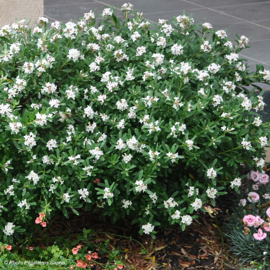 Daphne transatlantica Eternal Fragrance