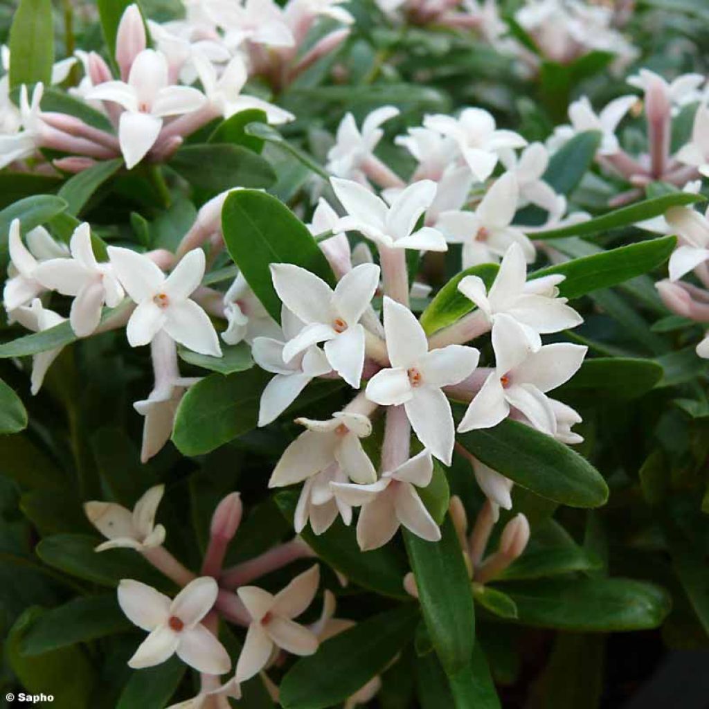 Daphne transatlantica Eternal Fragrance