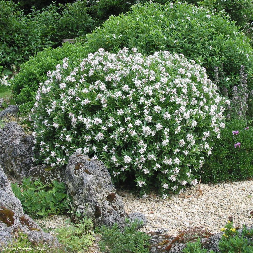 Daphne transatlantica Eternal Fragrance