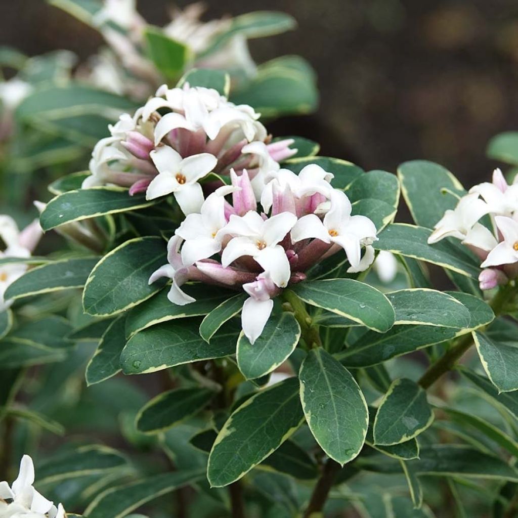 Daphne transatlantica Summer Ice