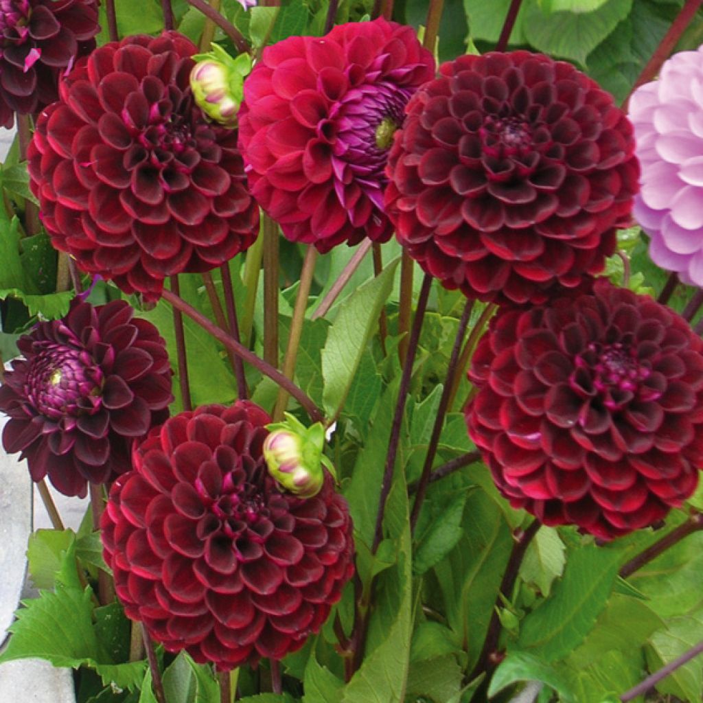 Dahlia mini-balles Dark Spirit