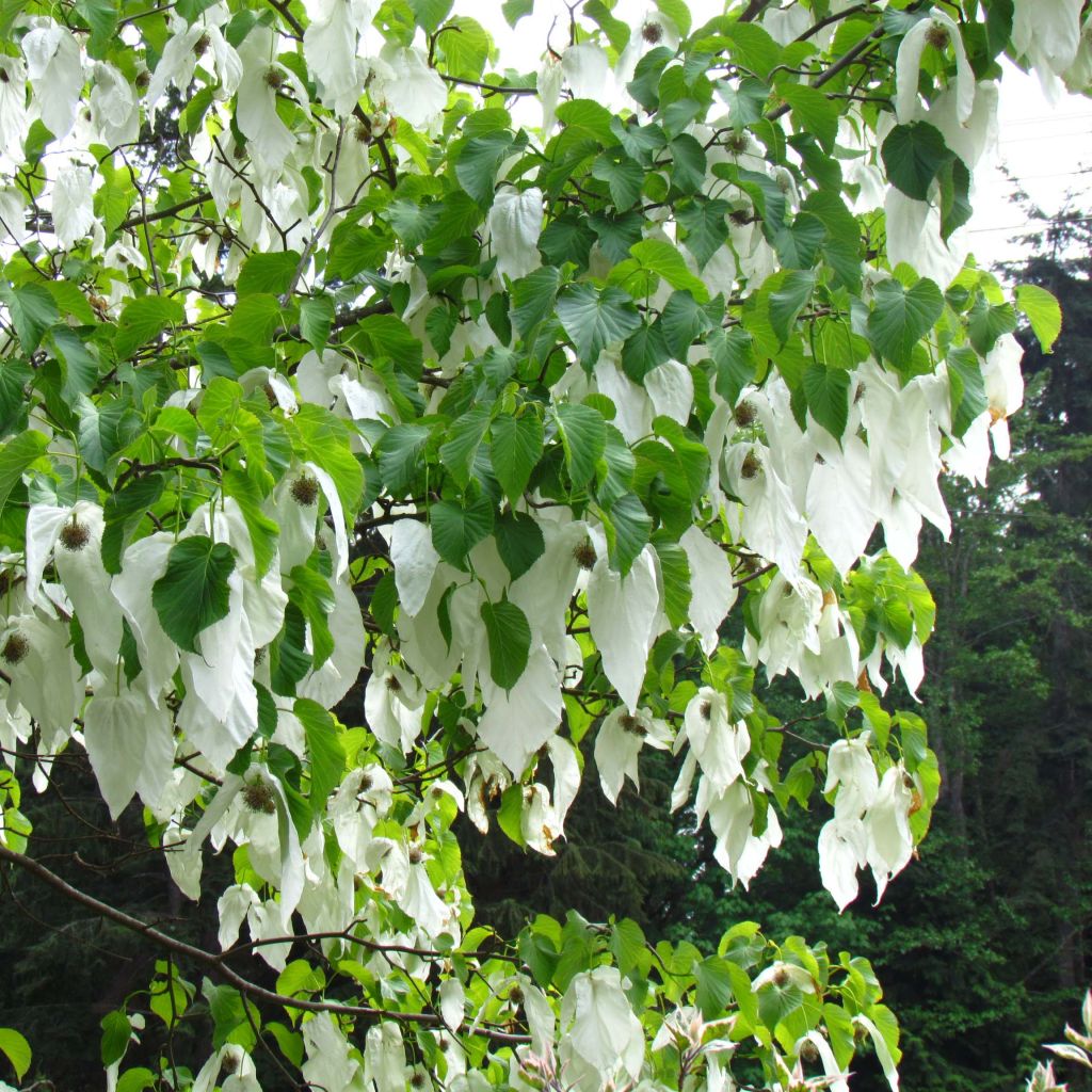 Davidia involucrata var. vilmoriniana