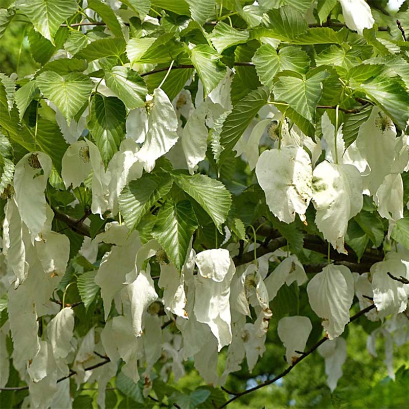 Davidia involucrata var. vilmoriniana