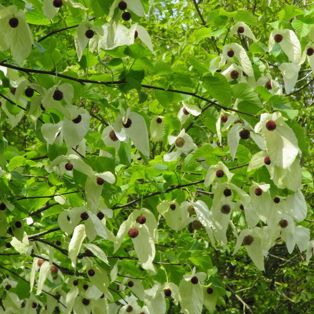 Davidia involucrata var. vilmoriniana