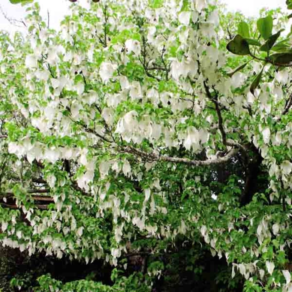 Davidia involucrata var. vilmoriniana