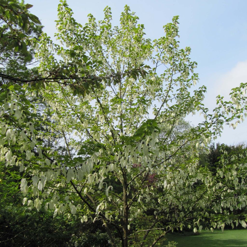 Davidia involucrata - Árbol de los pañuelos