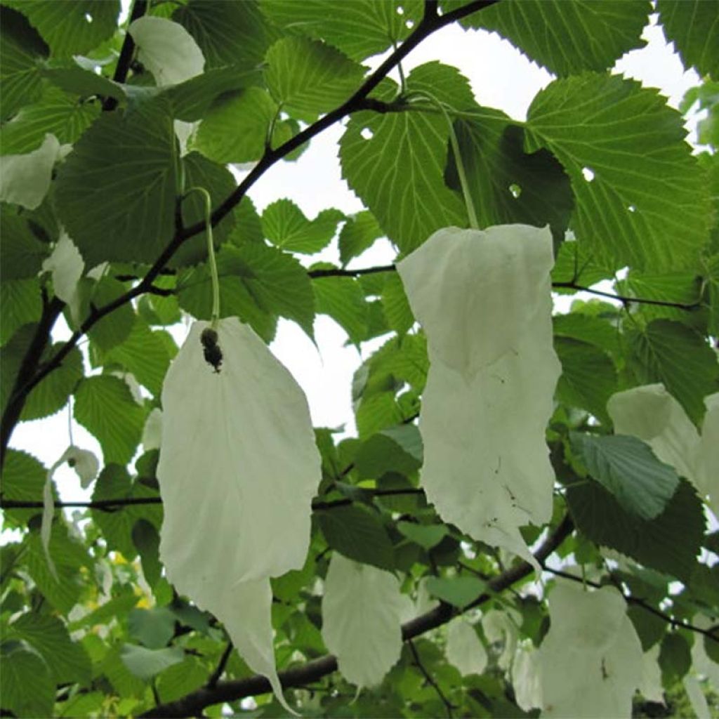 Davidia involucrata - Árbol de los pañuelos