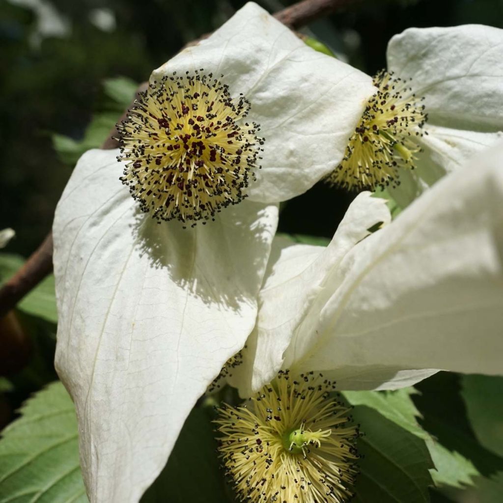 Davidia involucrata - Árbol de los pañuelos