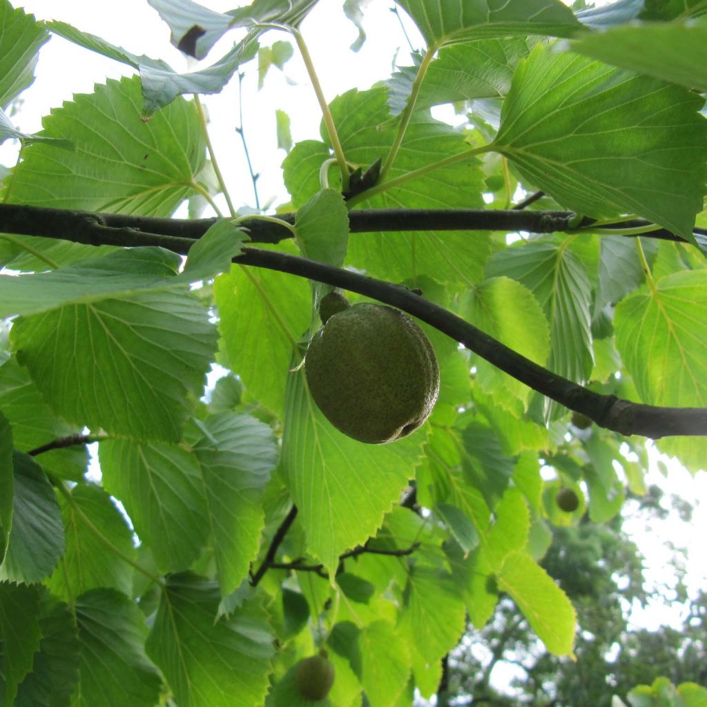 Davidia involucrata - Árbol de los pañuelos