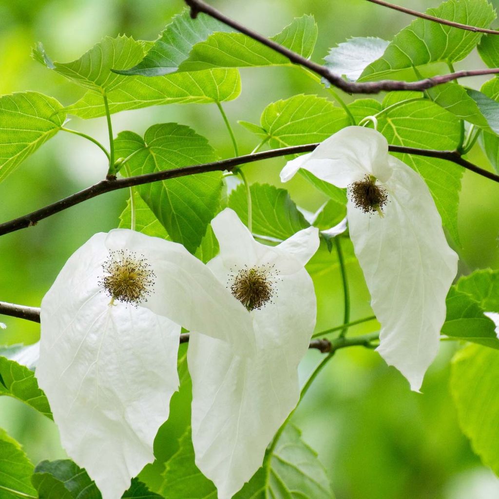 Davidia involucrata - Árbol de los pañuelos