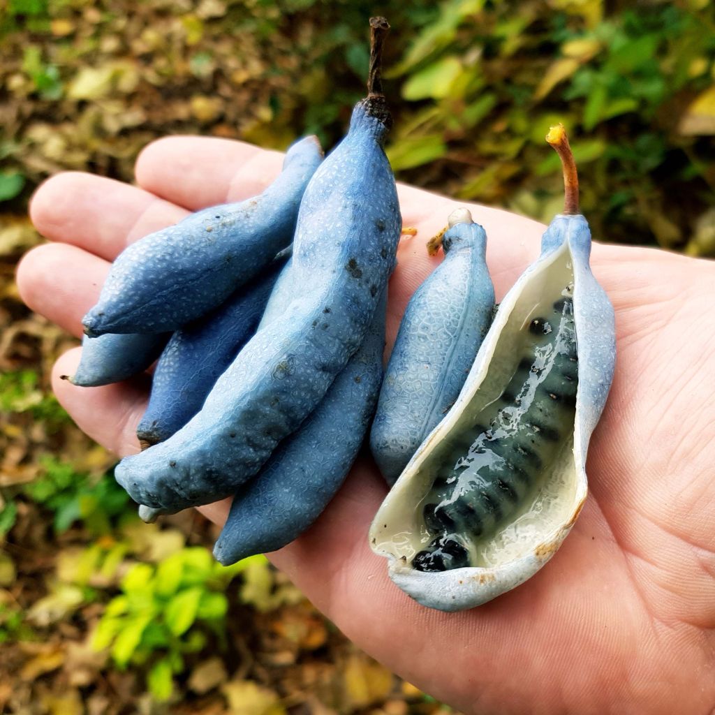 Decaisnea fargesii - Árbol de salchicha azul