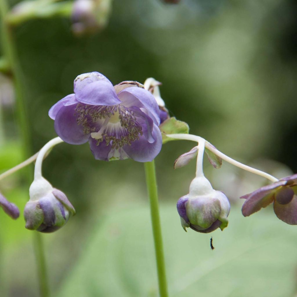 Deinanthe Blue Wonder - Falsa hortensia