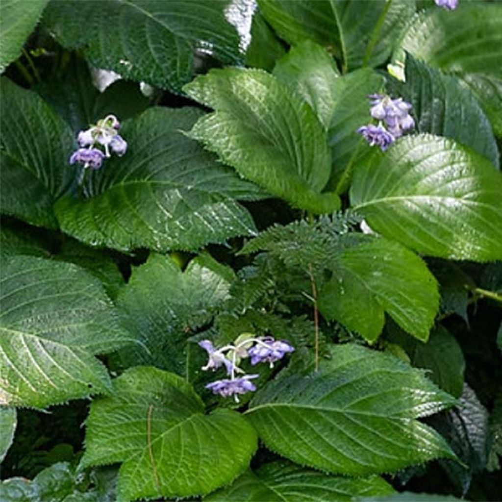 Deinanthe Blue Wonder - Falsa hortensia