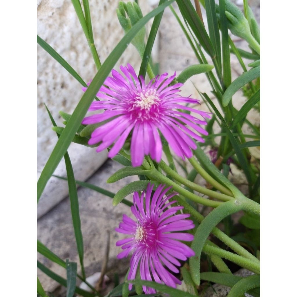 Delosperma cooperi - Alfombra rosa