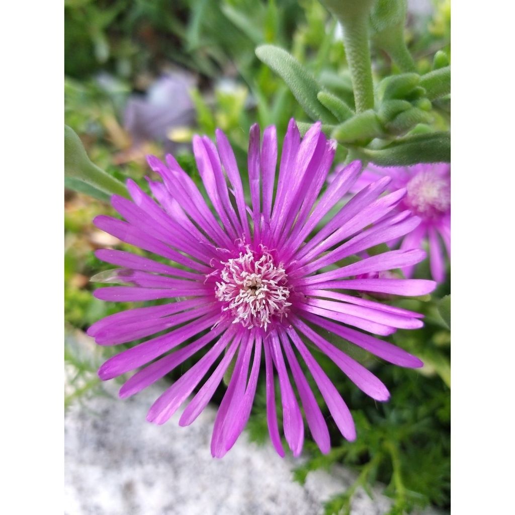 Delosperma cooperi - Alfombra rosa