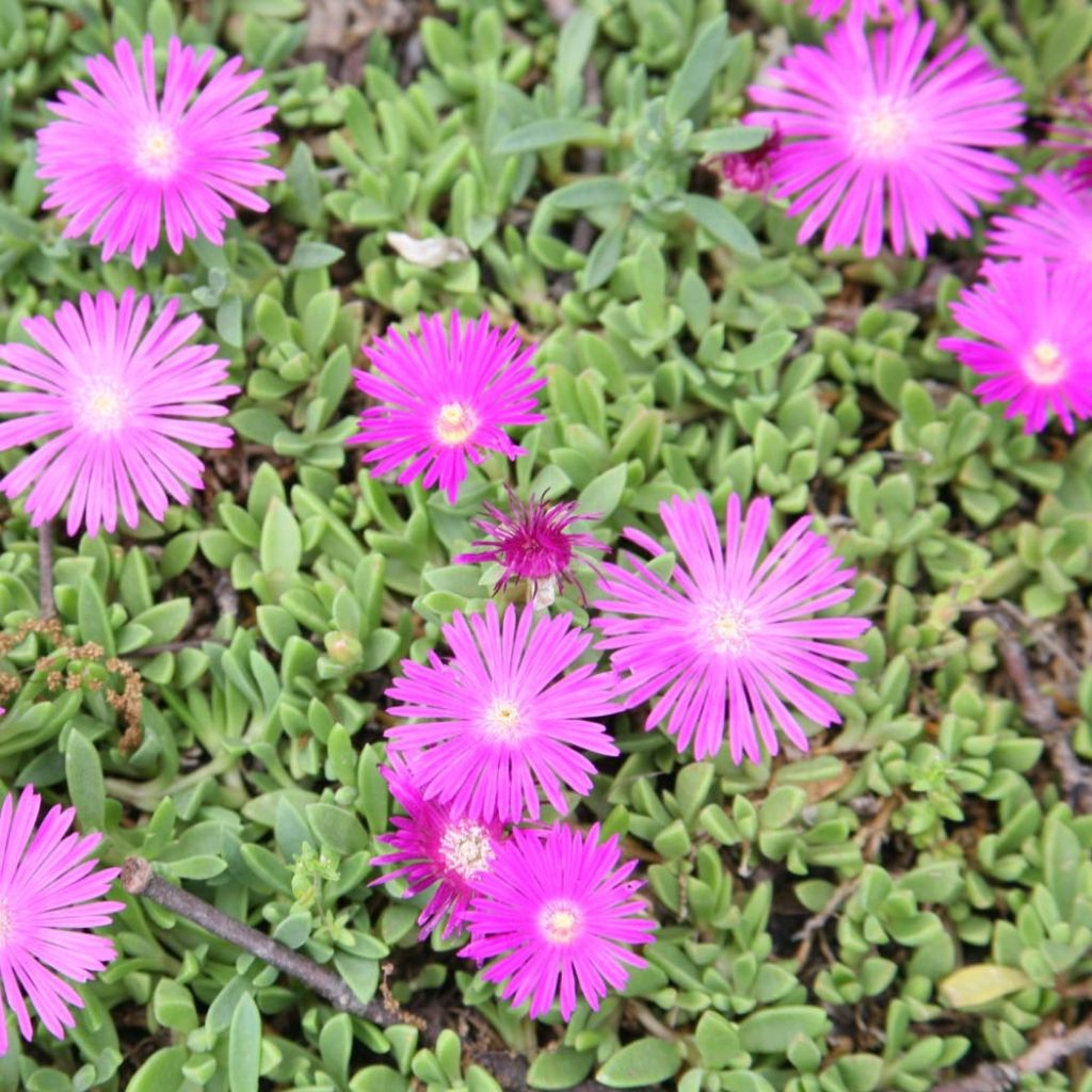 Delosperma cooperi Table Mountain - Alfombra rosa