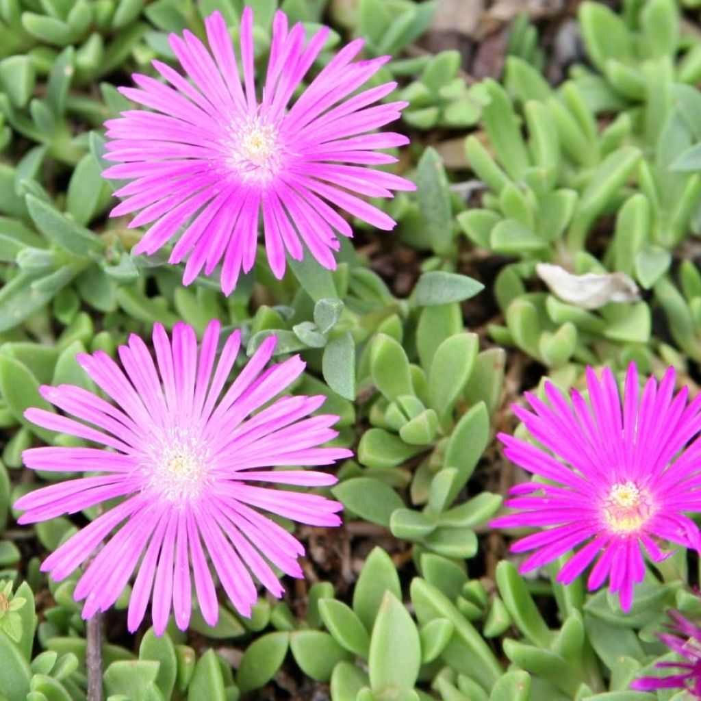 Delosperma cooperi Table Mountain - Alfombra rosa