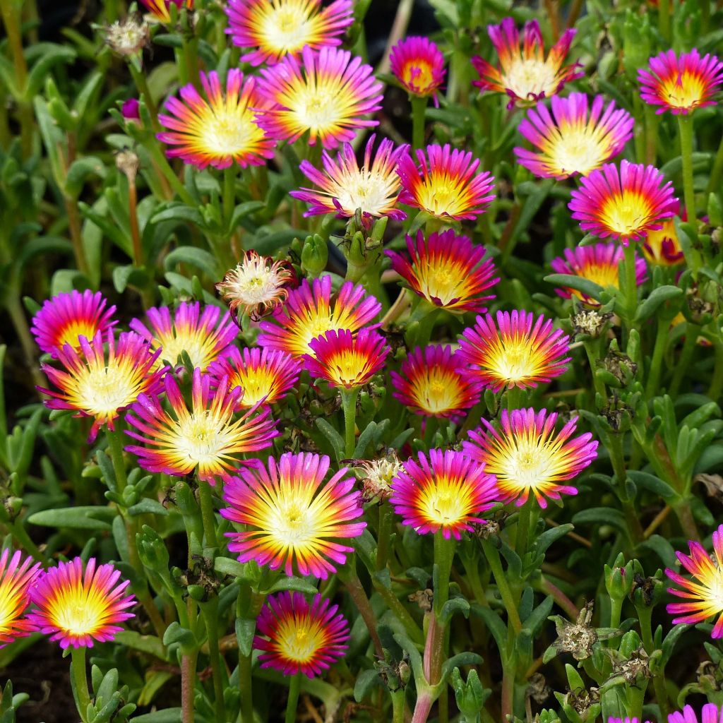 Delosperma Wheels of Wonder Hot Pink - Alfombra rosa