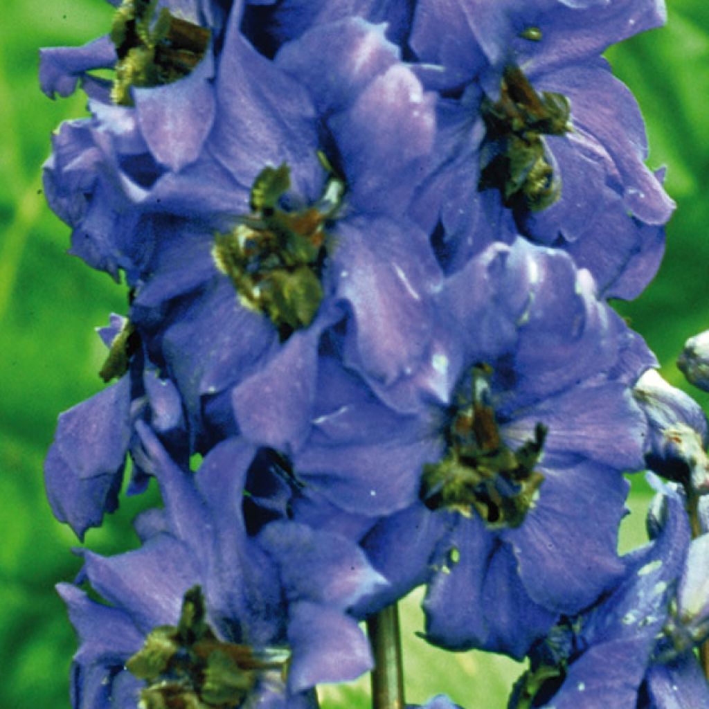 Espuela de caballero - Delphinium Pacific-hybrid Black Knight