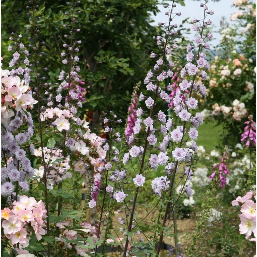 Espuela de caballero - Delphinium elatum Highlander Cha Cha