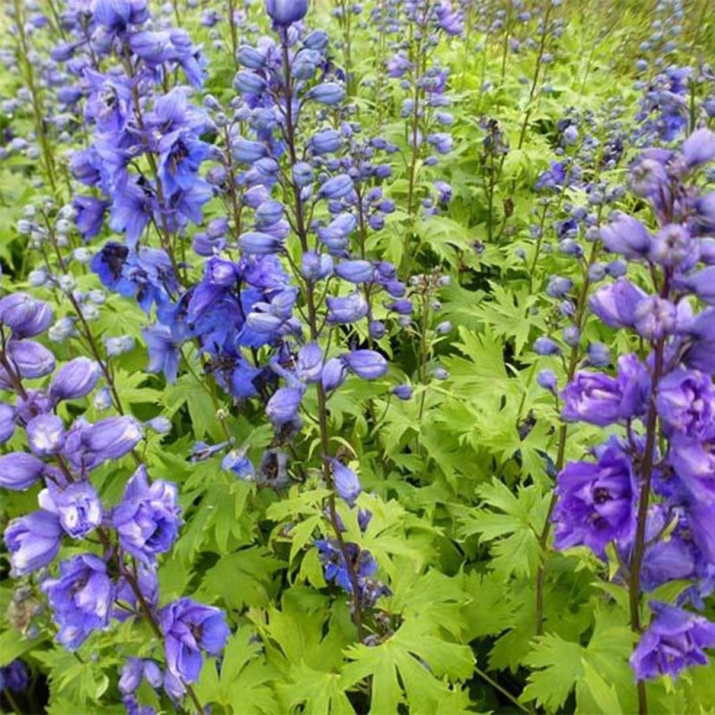 Espuela de caballero - Delphinium Pacific-hybrid Blue Jay