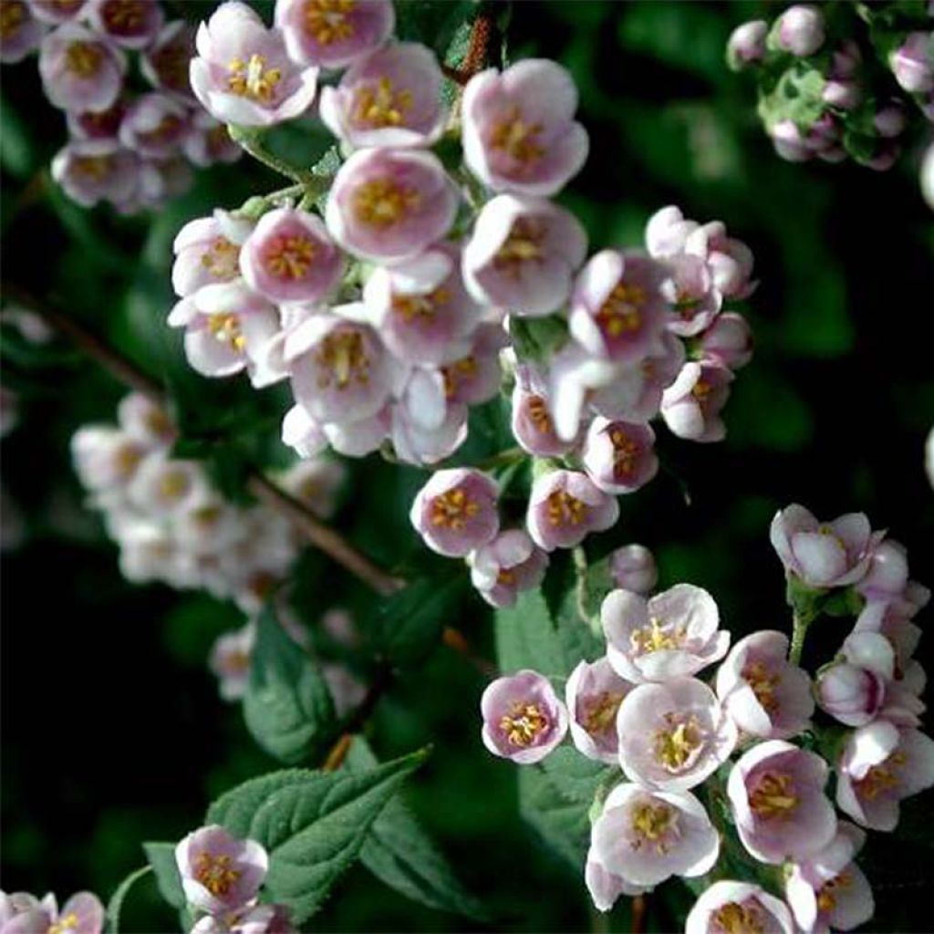 Deutzia compacta Lavender Time