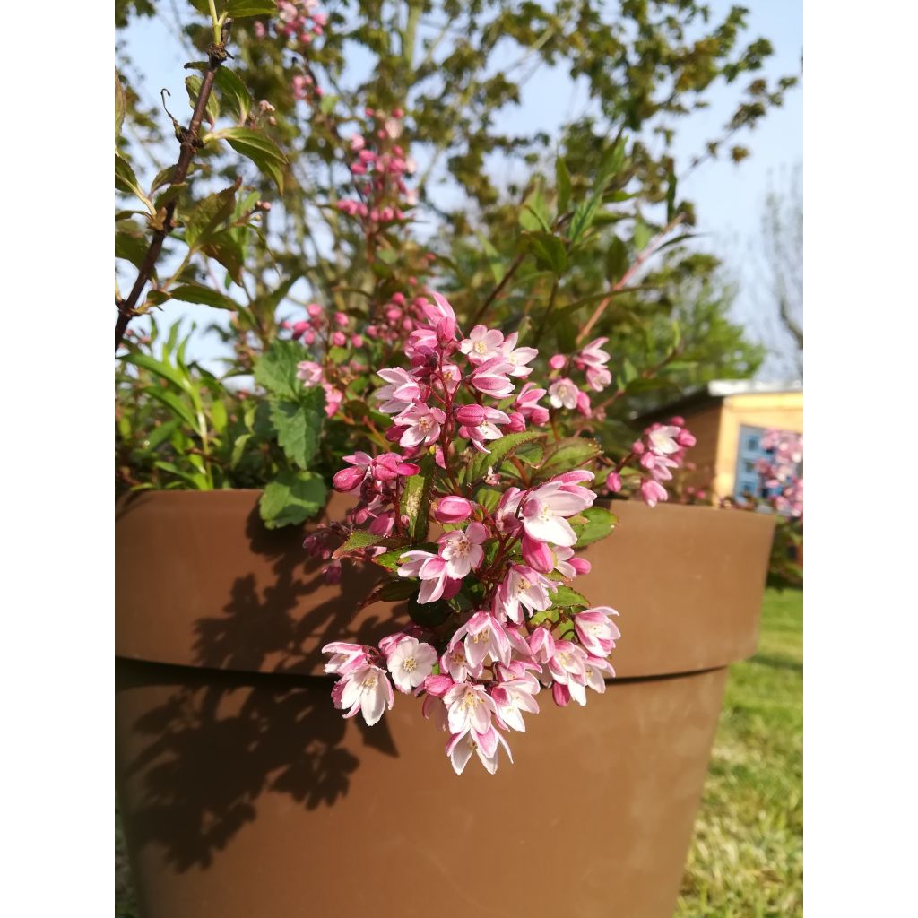 Deutzia Yuki Cherry Blossom