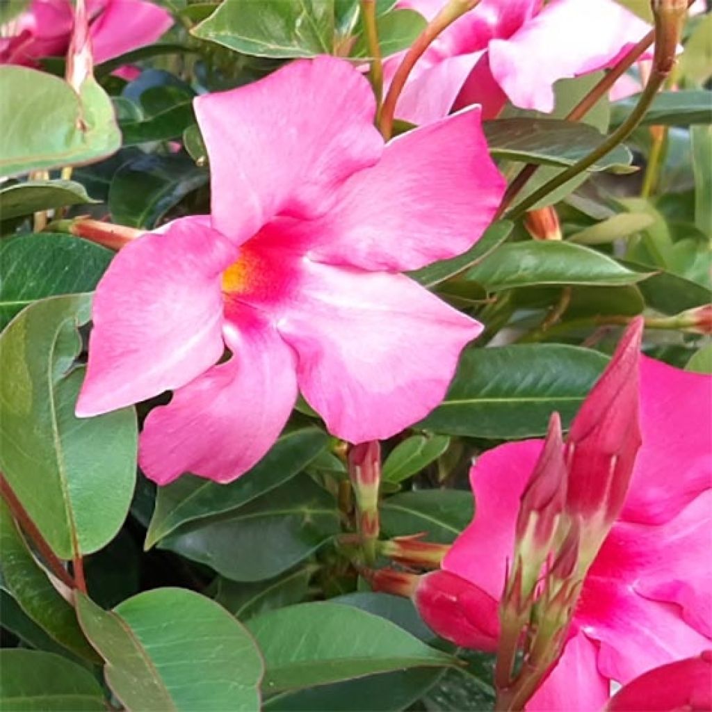 Dipladenia Diamantina Opale Fucsia Flammé - Mandevilla