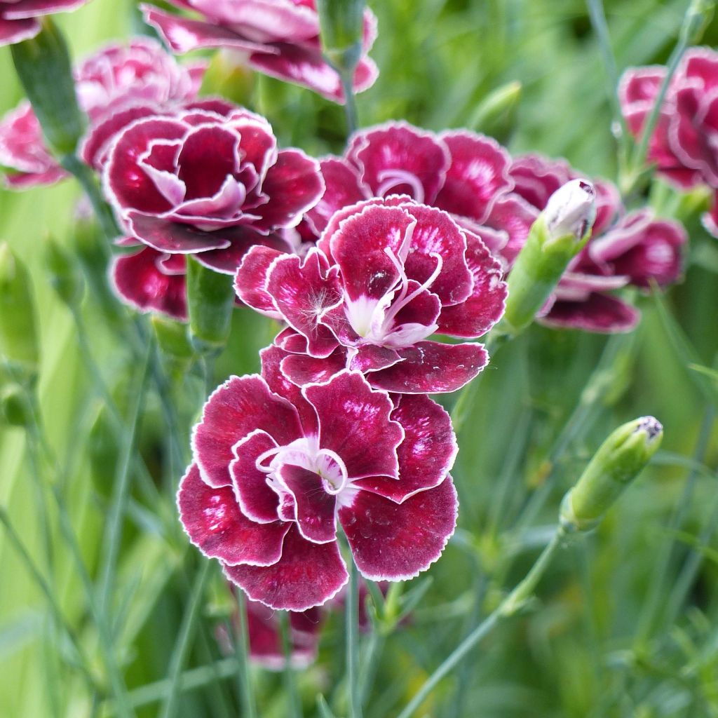 Dianthus alwoodii Romeo