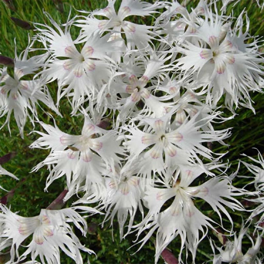 Dianthus arenarius - Clavel