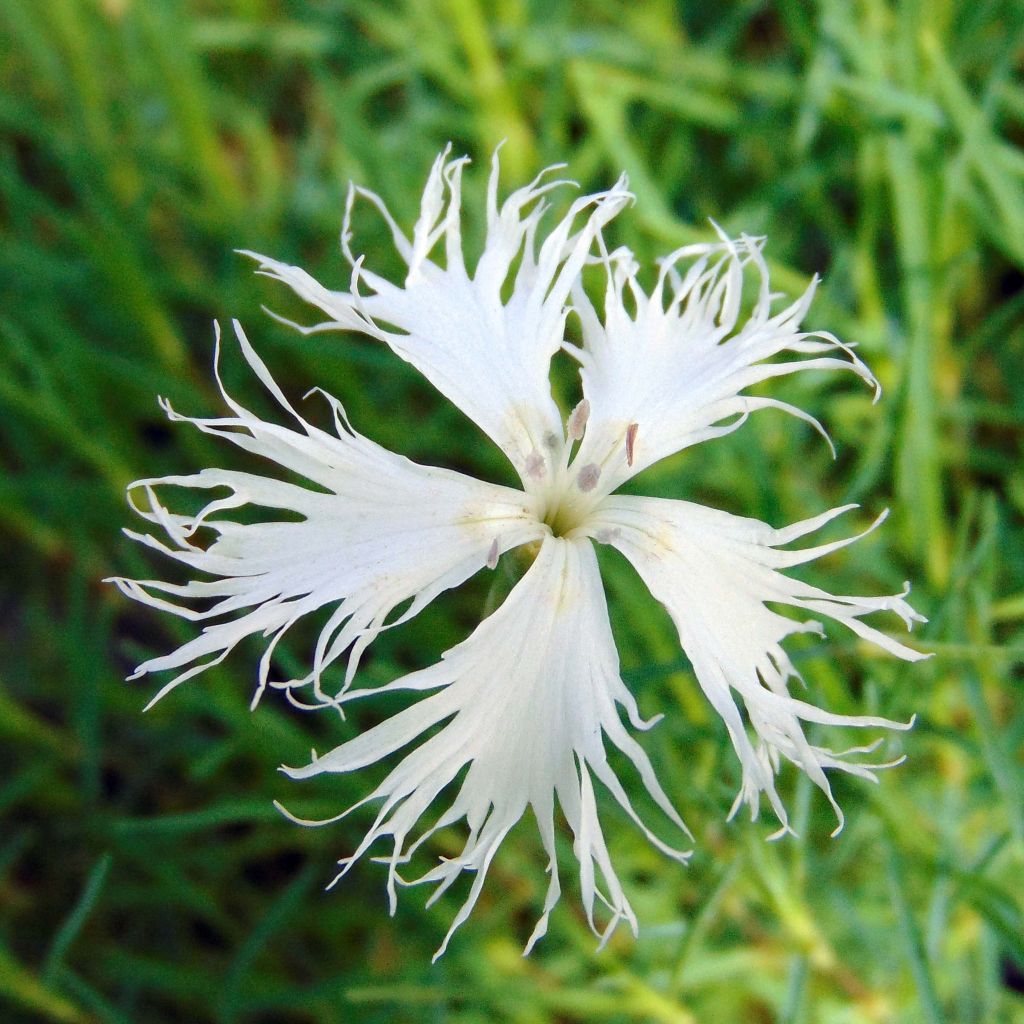 Dianthus arenarius - Clavel