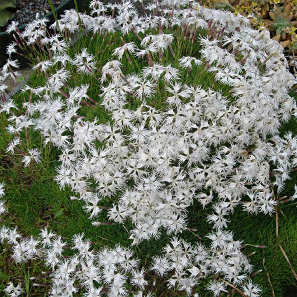 Dianthus arenarius - Clavel